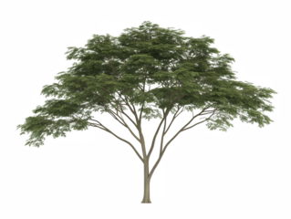 A large tree with green leaves is the main focus of the image. The tree is standing tall and is the only object in the scene. The white background emphasizes the tree's size