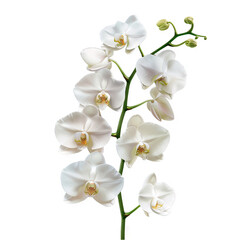 Elegant White Phalaenopsis Orchid in Full Bloom