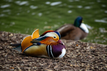 mandarin duck in the park