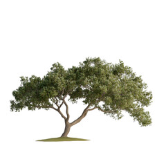 A large tree stands alone on a white background. The tree is tall and has a lot of leaves, giving it a sense of strength and stability. The white background emphasizes the tree's size