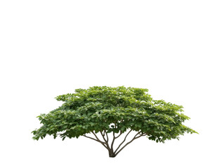 Fototapeta premium A large tree with green leaves is standing alone on a white background. The tree is the main focus of the image, and it is a symbol of growth and life