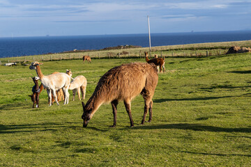 Luxury meets nature: high-quality alpaca wool from ethically raised red, white, and black alpacas...