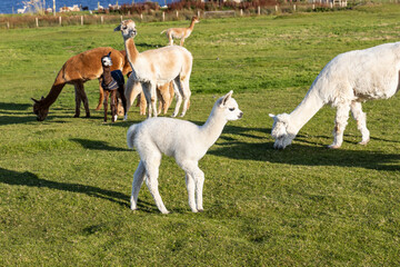 Luxury meets nature: high-quality alpaca wool from ethically raised red, white, and black alpacas...