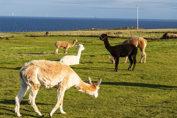 Luxury meets nature: high-quality alpaca wool from ethically raised red, white, and black alpacas in a pristine, green environment. A fusion of sustainable fashion, well-being, and premium craftsmansh