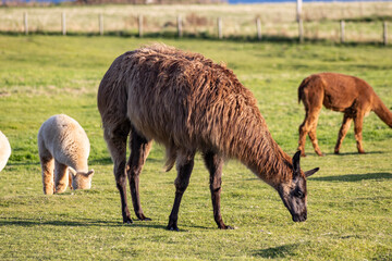 Luxury meets nature: high-quality alpaca wool from ethically raised red, white, and black alpacas...