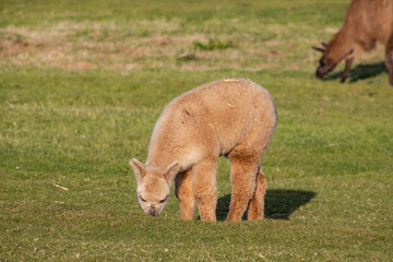 Luxury meets nature: high-quality alpaca wool from ethically raised red, white, and black alpacas in a pristine, green environment. A fusion of sustainable fashion, well-being, and premium craftsmansh