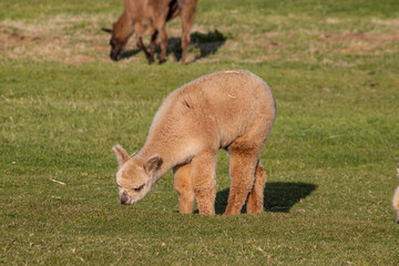 Luxury meets nature: high-quality alpaca wool from ethically raised red, white, and black alpacas...