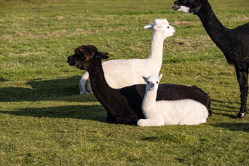 Luxury meets nature: high-quality alpaca wool from ethically raised red, white, and black alpacas...