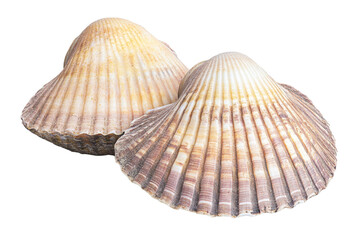 Fresh Cockle, Raw Seafood