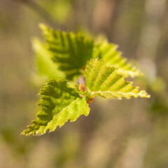 green birch leaves in spring close up
