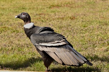 condor bird vulture standing outdoors 