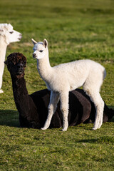 Luxury meets nature: high-quality alpaca wool from ethically raised red, white, and black alpacas in a pristine, green environment. A fusion of sustainable fashion, well-being, and premium craftsmansh