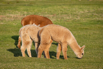 Luxury meets nature: high-quality alpaca wool from ethically raised red, white, and black alpacas...