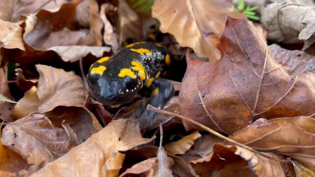 Ein Feuersalamander taucht zwischen welken Bl&auml;ttern auf