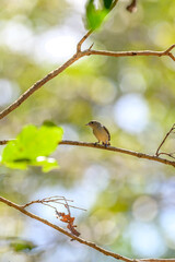 bird of beauty 