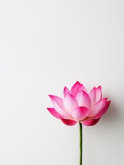 Fototapeta premium Radiant Blossom Single Lotus Flower Bloom Against Light Background Peaceful Nature Artistry