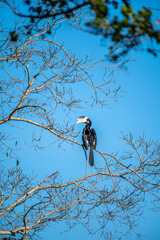 bird of beauty 