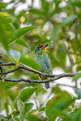bird of beauty 