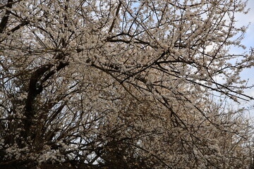 Arbre de l'espèce Prunus avec ses petites fleurs blanches caractéristique au printemps.
