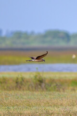 Fototapeta premium bird of beauty 