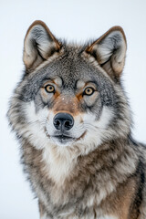 Obraz premium Detailed close-up portrait of a wolf with expressive features, ideal for nature and teamwork themes.