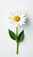 Freshly picked daisy on a plain white surface, isolated, nature