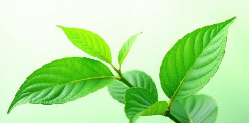Fototapeta premium Leafy green plant isolated on white background, nature, green