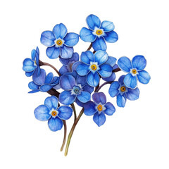 Fototapeta premium Forget-Me-Nots: A vibrant bouquet of Forget-Me-Not flowers, their delicate blue petals and yellow centers showcasing nature's artistry.
