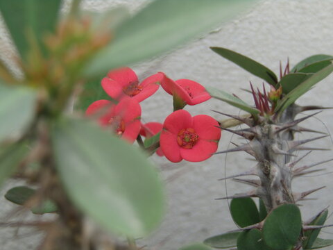 Flowers and green young leaves on a branch of a blooming tree. Close-up of red flower blossoms 
