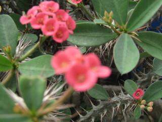 Flowers and green young leaves on a branch of a blooming tree. Close-up of red flower blossoms of a tree on a blurred background in spring. Selective focus.