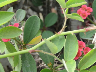 Flowers and green young leaves on a branch of a blooming tree. Close-up of red flower blossoms of a tree on a blurred background in spring. Selective focus.