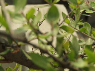 Close up of bright green leaves grow from the small fresh buds on the young small trees brunch in the garden in spring season.