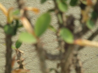 blurred background of a beautiful white and black and yellow flowers