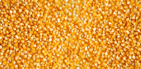 Heap of raw popcorn grains texture background. Dry yellow corns seeds pattern, maize