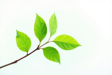 Obraz premium Single branch with leaves on white background, serene, branch