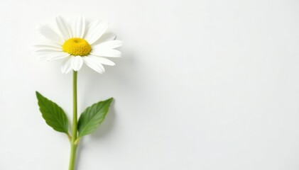 Obraz premium Single daisy on white background with stem and leaves, flower, solitary