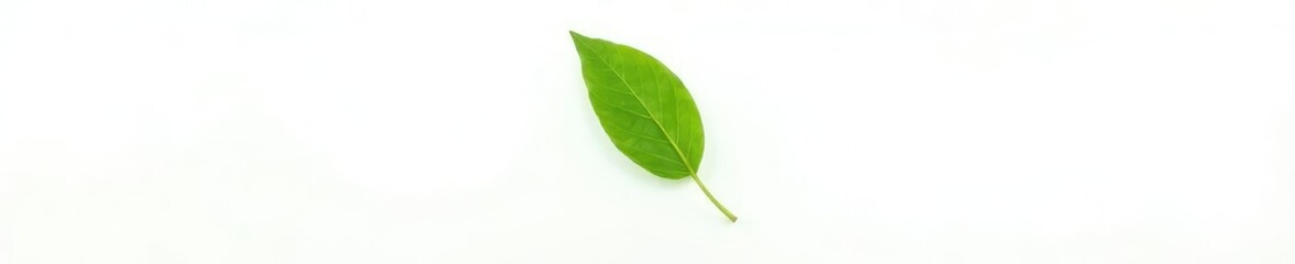 Fototapeta premium Single green shoot isolated on white background, foliage, stem, green