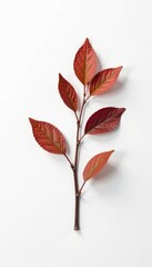 Naklejka premium Single isolated branch on white background with subtle texture, nature, texture