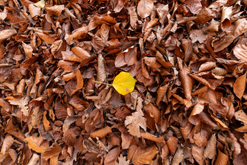 Oranges Blatt mitten in getrockneten Blättern