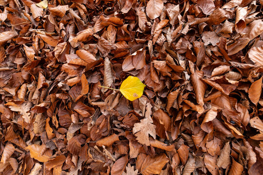 Oranges Blatt mitten in getrockneten Bl&auml;ttern