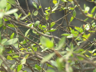 Close up of bright green leaves grow from the small fresh buds on the young small trees brunch in the garden in spring season.