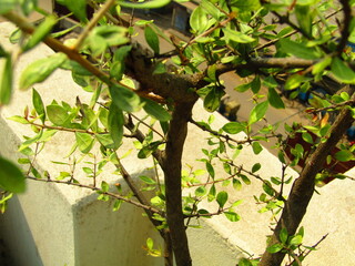 green leaves in the garden, Blurry green tree background