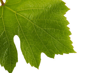 Vine leaf detail. Green vineyard leaf.. Isolated.