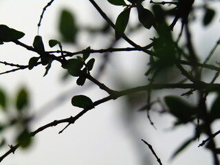 Close up of bright green leaves grow from the small fresh buds on the young small trees brunch in the garden in spring season.
