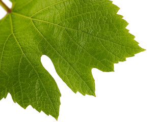 Vine leaf detail. Green vineyard leaf.. Isolated.