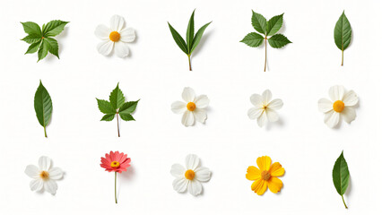 collection of leaf  and flower on white background ,seamless pattern background ,isolated on white ,
