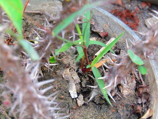 Close up of bright green leaves grow from the small fresh buds on the young small trees brunch in the garden in spring season.