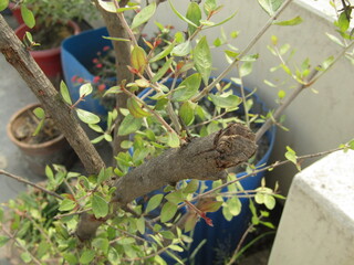 Close up of bright green leaves grow from the small fresh buds on the young small trees brunch in the garden in spring season.