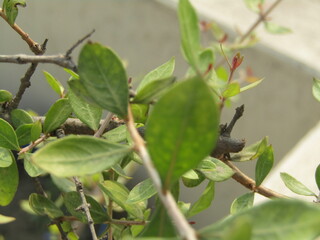 Close up of bright green leaves grow from the small fresh buds on the young small trees brunch in the garden in spring season.