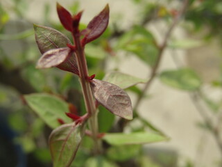 Close up of bright green leaves grow from the small fresh buds on the young small trees brunch in the garden in spring season.
